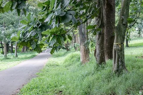 Forest pathway with broad leaves and tree trunks Stock Photos