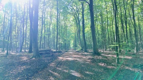 Forest Pathway Covered with Fallen Leaves and Surrounded by Tall Trees. Stock Footage 288087989