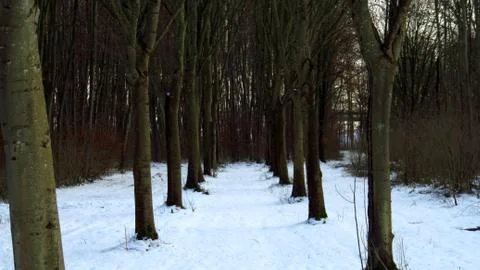 Forest Pathway Covered in Snow During Winter Stock Photos
