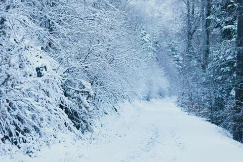 Forest pathway covered in snow, high in mountains Stock Photos