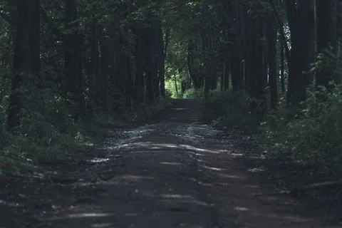Forest pathway at dusk Foto stock