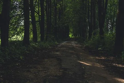 Forest pathway at dusk Stock Photos