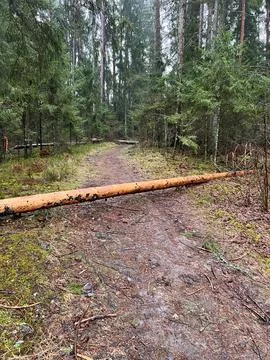 Forest Pathway with Fallen Tree Trunk and Evergreen Surroundings Stock Photos