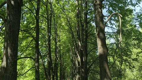 Forest pathway flanked by tall trees Stock Footage 341454391