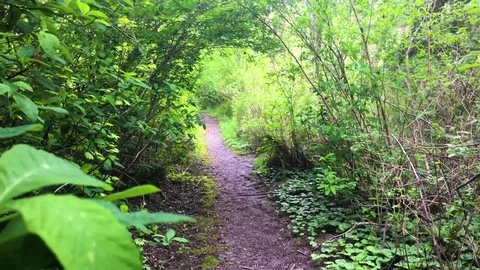 Forest Pathway Stock Footage