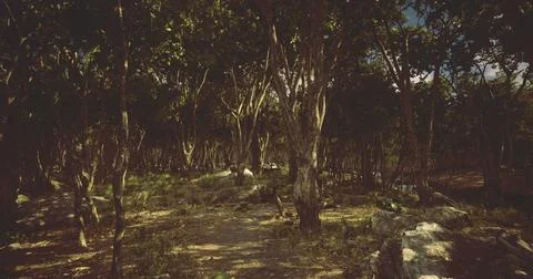 Forest pathway invites exploration under dappled sunlight in nature Stock Illustration