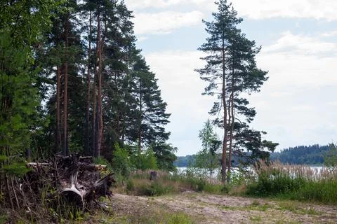Forest Pathway with Lake View Stock Photos