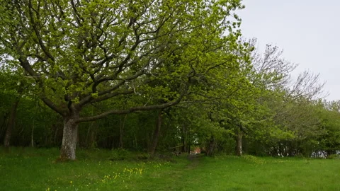 Forest Pathway Leading Toward Distant House with Large Tree in Foreground Vídeo Stock 310517483