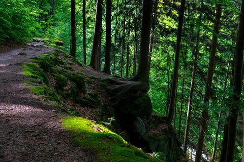Forest pathway with lush greenery and moss on rocks in woodland Stock Photos
