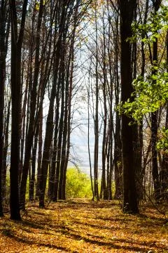Forest pathway Stock Photos