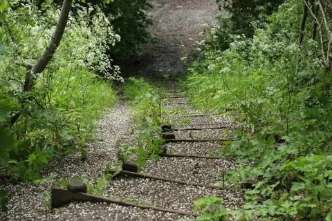 Forest pathway Stock Photos