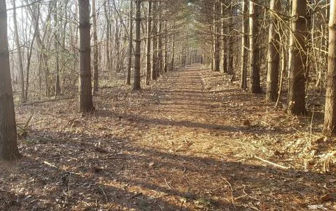 Forest Pathway Stock Photos