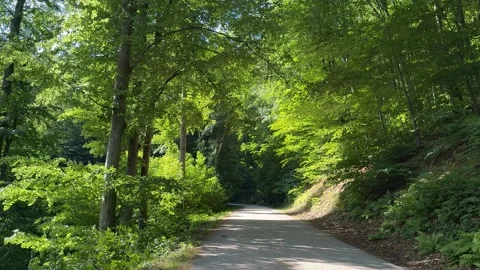 Forest Pathway Serenity Stock Footage 310383782