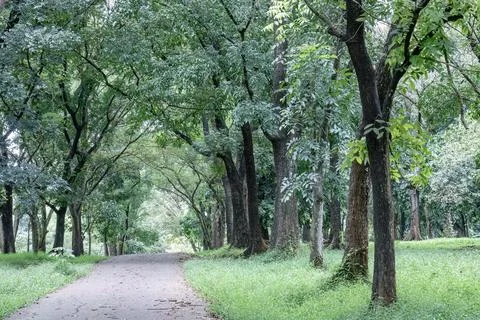 Forest pathway with shady trees on both sides Stock Photos