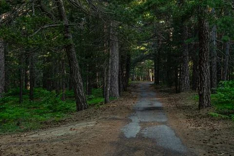 Forest Pathway Silence Stock Photos