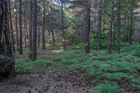 Forest Pathway Silence Stock Photos