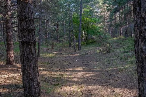 Forest Pathway Silence Stock-Fotos