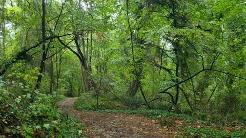 Forest Pathway in Summer Greenery 4K Stock Footage 318674783