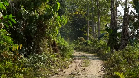 Forest Pathway Surrounded by Lush Green Trees and Natural Vegetation Stock Footage 327607989
