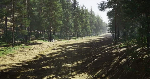 Forest pathway surrounded by tall trees and sunlight filtering through branches 스톡 동영상 320479413