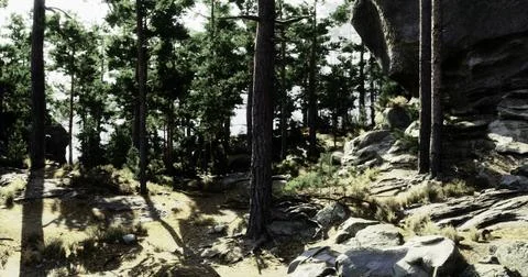 Forest pathway surrounded by tall trees and rocky terrain in bright sunlight Stock Illustration