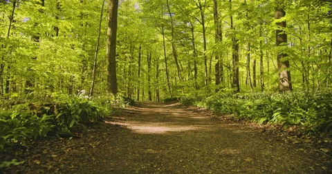 Forest Pathway Surrounded by Wild Plants and Trees on a Sunny Day Video stock 134084192