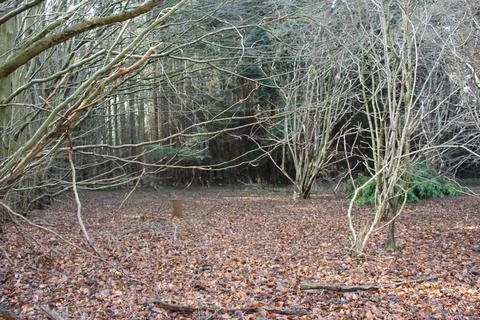 Forest Pathway Through Bare and Evergreen Trees Stock Photos