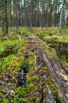 Forest Pathway Through Dense Pine Trees and Wetlands Stock Photos