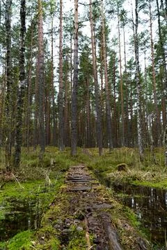 Forest Pathway Through Dense Pine Trees and Wetlands Stock Photos