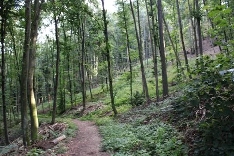 Forest pathway with trees on the sides Stock Photos