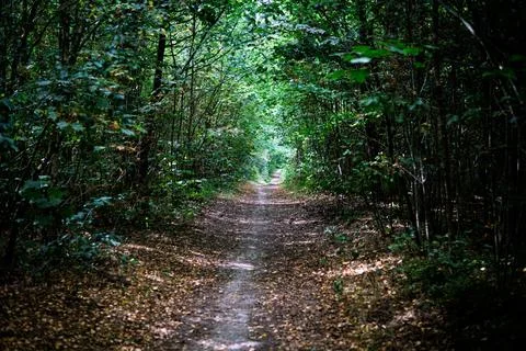 Forest Pathway Under Green Canopy Stock Photos