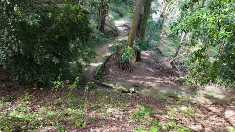 Forest Pathway Winding Through Sunlit Woodland Landscape Stock Footage 314059521