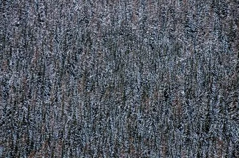 Forest Pattern of Conifer Trees Covered With Snow Stock Photos