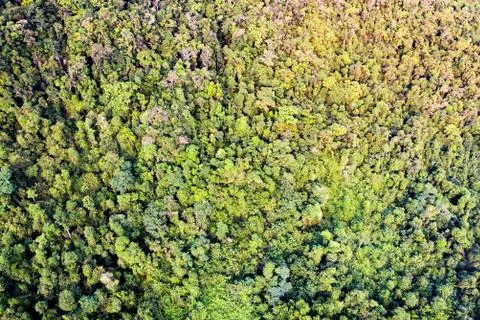 Forest pattern view from above. background is green from jungle rainforest. Stock Photos