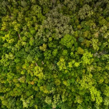 Forest pattern. View from above. Stock Photos