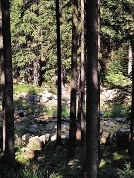 Forest Pause Stock Photos