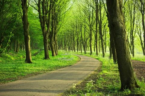 Forest pavement under the trees Stock Photos