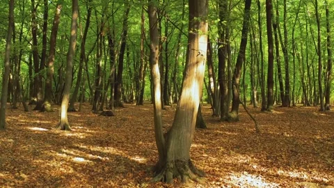 Forest peaceful environment Video stock 273210783