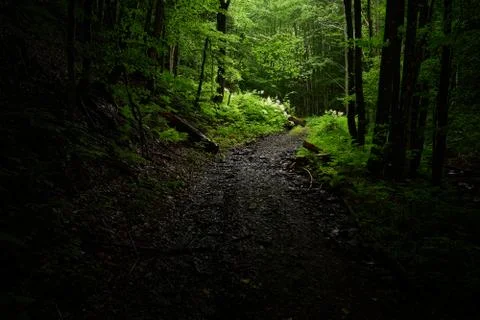 Forest penumbra Stock Photos