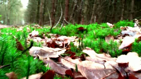 Forest People 01 Stock Footage