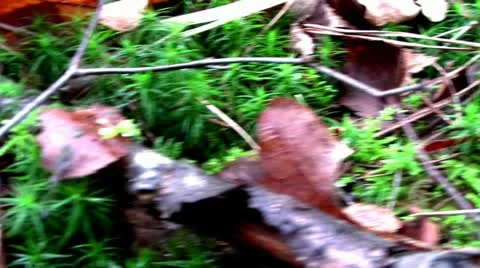 Forest People 02 Stock Footage 11239704