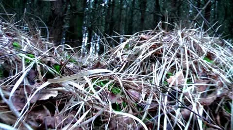 Forest People 04 Stock Footage 11239882