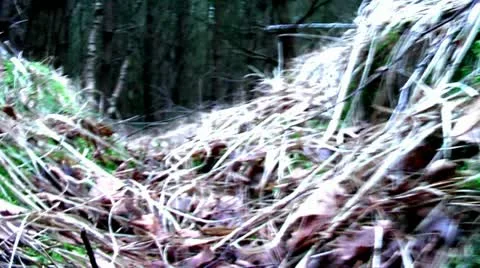 Forest People 06 Stock Footage 11239874