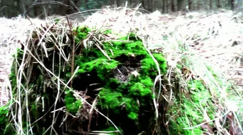 Forest People 07 動画素材 11240010