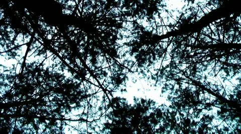 Forest People 08 Stock Footage 11240668