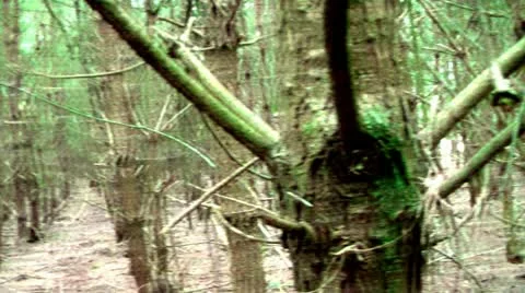 Forest People 09 Stock Footage 11240471