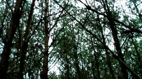 Forest People 10 Stock Footage 11241989