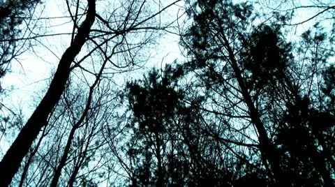 Forest People 11 Stock Footage 11241424