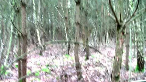 Forest People 12 動画素材 11241425