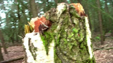 Forest People 14 Stock Footage 11239406